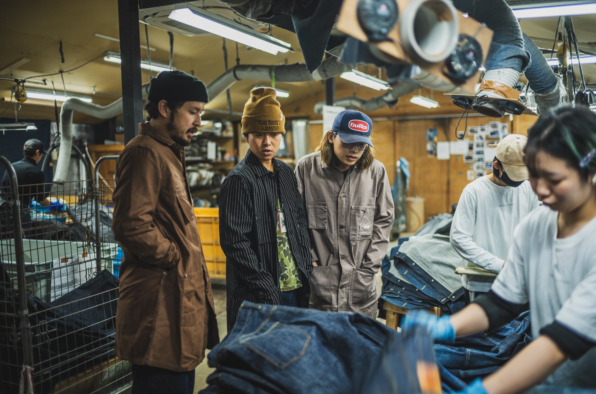 Tabby's Coat Havana Brown/British Short Hair Grey